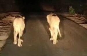 เชเชกเชเชกเชคเซ เช เชเชกเซเชฎเชพเช เชเซเชฐเชเชขเชกเชพเชฎเชพเช เชฐเชพเชคเซเชฐเชฟเชจเชพ เชธเชฎเชฏเซ เชฌเซ เชธเชฟเชเชนเชจเซ เชจเชพเชเช เชชเซเชเซเชฐเซเชฒเชฟเชเช!..เชธเซเชถเชฟเชฏเชฒ เชฎเซเชกเชฟเชฏเชพเชฎเชพเช เชฅเชฏเซ เชตเซเชกเชฟเชฏเซ เชตเชพเชฏเชฐเชฒ