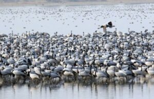 เซจ เชซเซเชฌเซเชฐเซเชเชฐเซ โ เชตเชฐเซเชฒเซเชก เชตเซเชเชฒเซเชจเซเชก เชกเซ- เชจเชณ เชธเชฐเซเชตเชฐ เชเชพเชคเซ เชเชฐเชพเชถเซ โเชตเซเชเชฒเซเชจเซเชก เชกเซโ เชจเซ เชเชเชตเชฃเซ