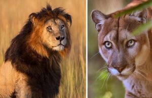 เช
เชฎเชฐเซเชฒเซเชฎเชพเช เชธเชฟเชเชนเชฃ-เชฆเซเชชเชกเชพเชจเซ เชเชเชคเช, เชฌเซ เชฌเชพเชณเชเซเชจเซ เชเชฐเซเชฏเซ เชถเชฟเชเชพเชฐ, เชฌเชจเซเชจเซเชจเชพ เชฅเชฏเชพ เชฎเซเชค