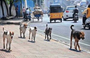 เช
เชฎเชฆเชพเชตเชพเชฆ เชฎเซเชฏเซเชจเชฟเชธเชฟเชชเชฒ เชเซเชฐเซเชชเซเชฐเซเชถเชจ 1 เชเซเชคเชฐเชพ เชชเชพเชเชณ 1000เชจเซ เชเชฐเซเช เชเชฐเชถเซ, 3 เชตเชฐเซเชทเชฎเชพเช เชเซเชคเชฐเชพเชเชจเซ เชจเชธเชฌเชเชงเซ เชชเชพเชเชณ 9.11 เชเชฐเซเชก เชเชฐเซเช เชเชฐเซเชฏเชพ