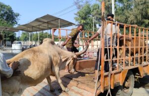 เชฐเชเชกเชคเชพเช เชขเซเชฐ เชชเชเชกเชคเซ เชเซเชฎเซ เชชเชฐ เชเซเชตเชฒเซเชฃ เชนเซเชฎเชฒเชพ เชฌเชพเชฆ เชนเชพเชเชเซเชฐเซเชเซ เชชเซเชฒเซเชธเชจเซ เชเชเชกเชพเชตเซ เชจเชพเชเชเซเชนเชพเชเชเซเชฐเซเชเซ เชเชนเซเชฏเซเช, เชชเซเชฒเซเชธ เชถเซเช เชเชฐเซ เชฐเชนเซ เชเซ, เชเชกเช เชนเชพเชฅเซ เชเชพเชฎ เชเชฐเซ, เชเชพเชฏเชฆเชพเชตเชฟเชนเซเชจ เชถเชพเชธเชจ เชจเชนเซเช เชเชพเชฒเซ