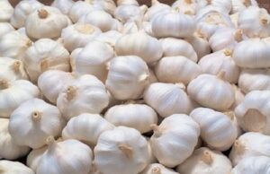 เชธเชธเซเชคเชพ เชญเชพเชต เชธเชพเชเชญเชณเซเชจเซ เชฒเชธเชฃ เชเชฐเซเชฆเชคเชพ เชชเชนเซเชฒเชพ เชตเชฟเชเชพเชฐเชเซ, เชคเชฎเซ เชเชฐเซเชฆเซเชฒเซเช เชฒเชธเชฃ เชเซเชจเชฅเซ เชเชตเซเชฒเซ เชจเชเชฒเซ เชคเซ เชจเชฅเซ เชจเซ?