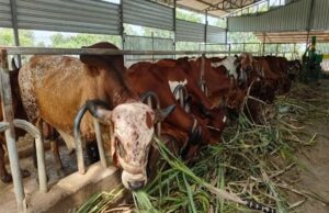 เชญเชพเชฐเชค เชธเชฐเชเชพเชฐเซ เชฎเซเชฒเชพเชธเซเชธ เชชเชฐเชฅเซ GST เชเชเชพเชกเชคเชพ เชฆเซเชง เชธเชเชเซเชจเซ เชชเซเชฐเชคเชฟ เชเชจเซ 400 เชฐเซเชชเชฟเชฏเชพเชจเซ เชซเชพเชฏเชฆเซ