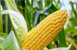 เชฆเซเชทเซเชเชพเชณ เช
เชจเซ เชตเชฟเชเซเชฐเชฎเชเชจเช เชเชฐเชฎเซ เชตเชเซเชเซ เชเชฏเซเชตเชพเชฎเชพเช เช เชตเชฐเซเชทเซ เชฎเชเชพเชเชจเซเช เชเชคเซเชชเชพเชฆเชจ เชตเชงเซ เชฅเชฏเซเช