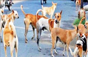 เชฌเชพเชฐเชกเซเชฒเซเชฎเชพเช 12เชฅเซ เชตเชงเซ เชฒเซเชเซเชจเซ เชนเชกเชเชพเชฏเชพเช เชเซเชคเชฐเชพเช เชฌเชเชเชพเช เชญเชฐเซ เชฒเซเชคเชพ เชนเซเชธเซเชชเซเชเชฒเชฎเชพเช เชเชธเซเชกเชพเชฏเชพ