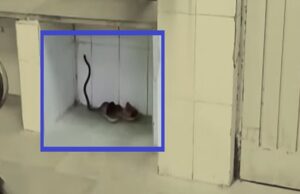 เชชเชพเชเชกเซเชจเซ เชธเชฐเชเชพเชฐเซ เชนเซเชธเซเชชเชฟเชเชฒเชฎเชพเช เชธเชพเชช เชเซเชตเชพ เชฎเชณเชคเชพ เชฆเชฐเซเชฆเซเชเชฎเชพเช เชซเชซเชกเชพเช, เชธเชพเชชเชจเซเช เชฐเซเชธเซเชเซเชฏเซเช เชเชฐเชตเชพเชฎเชพเช เชเชตเชคเชพ เชฆเชฐเซเชฆเซเชเช เชฐเชพเชนเชคเชจเซ เชถเซเชตเชพเชธ เชฒเซเชงเซ